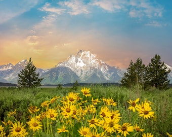 Mountain Sunflowers Sunrise Landscape, Grand Teton National Park Metal Photo Print, HDR Photography, Wyoming Wall Art, Acrylic, Mt Moran