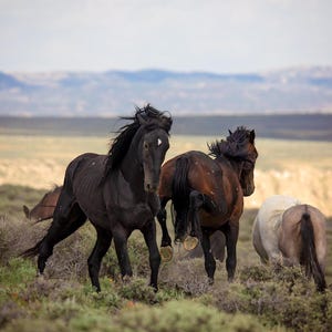 Wild Mustang Stallions Fighting Photo, Wild Horses in Colorado Wall Art Print, Wildlife Canvas, Cowboy Old West Style,  Home or Office Decor