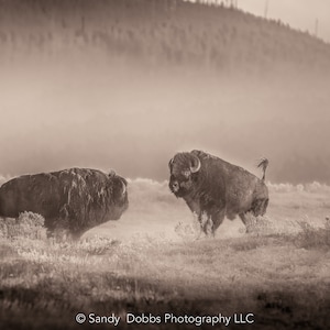 Buffalo Wall Art Print, Bison SEPIA foto, Yellowstone National Park natuurfotografie, wildlife canvas decor, westelijk landschap