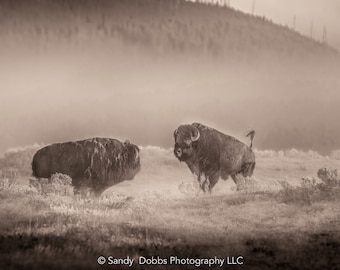 Buffalo Wall Art Print, Bison SEPIA Photograph, Yellowstone National Park Wildlife Photography, Wildlife Canvas Decor, Western Landscape