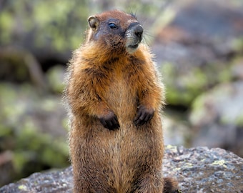 Marmot staand, dieren in het Rocky Mountain National Park, wilde dieren in de bergen, canvas kunst aan de muur, fluitvarken, marmot