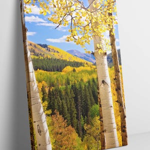 May include: A scenic view of a forest in autumn with tall, white birch trees in the foreground. The trees are in the foreground and the forest is in the background. The leaves on the trees are a vibrant yellow and orange.