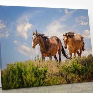 Wild Mustangs Photo, Wild Horses in Colorado Wall Art Print, Wildlife Canvas, Cowboy Old West Decor for Home or Office