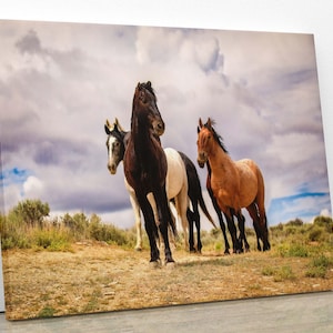 Wild Stallions in Colorado Wall Art Print, Wild Mustangs Photo, Horse Lover Gift, Wildlife Photography Canvas, Cowboy Old West Decor