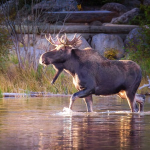 Bull Moose Wildlife Wall Canvas, Rocky Mountain National Park, Colorado Art Prints, Moose Photography, Original, Made in the USA