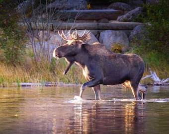 May include: A large brown moose with large antlers walks through a shallow body of water. The moose is walking towards the right side of the image. The water is a light brown color and the background is a blurry green.