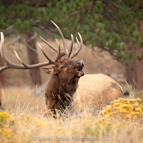 Bull Elk Bugling, Wildlife Wall Canvas, Rocky Mountain National Park, Colorado Canvas Art Prints, Elk Photography, Made in the USA