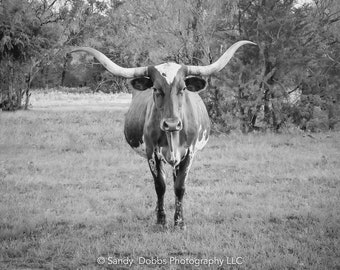 Texas Longhorn Black and White Print,  Canvas Wall Art Prints, Cow Wall Art, Western Decor, Rustic Wall Decor for Home and Office