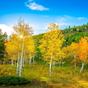 Colorado Golden Aspens Rocky Mountain NationalPark, Autumn Aspens Photo, Nature Canvas Print,  Landscape Photography, Large Canvas Wall Art