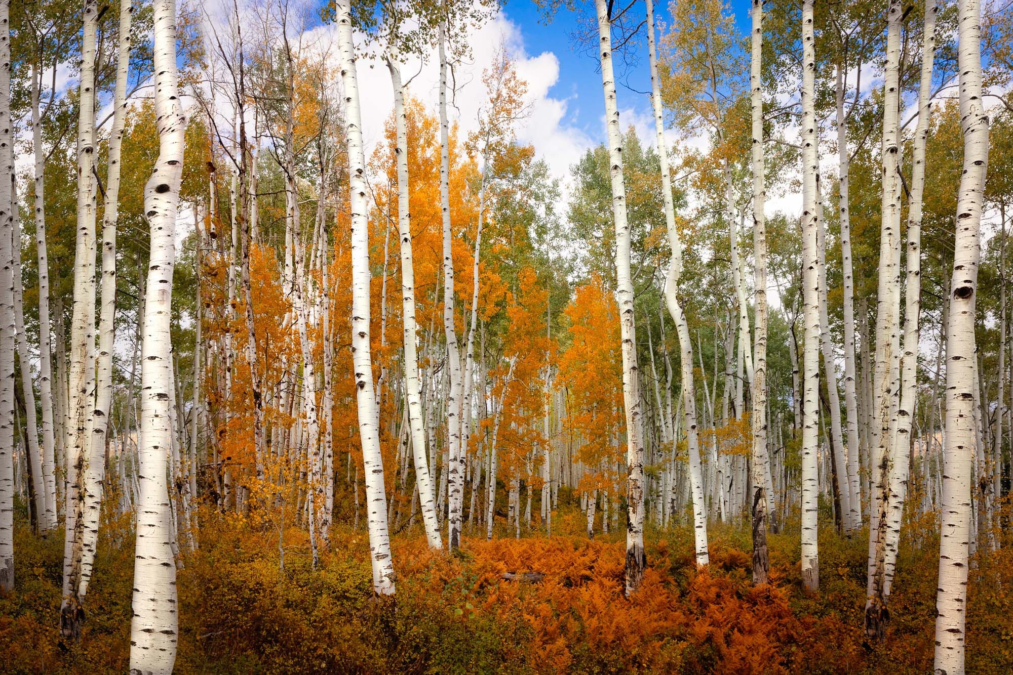 Autumn Aspen Trees Photo Print, Crested Butte Colorado Landscape, Fall Foliage Canvas, Beautiful Forest, San Juan Rocky Mountain Photography