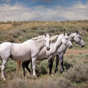 Wild Gray Mustangs in Colorado Photo, Wild Horses Photography, Wildlife Canvas, Wall Art Print, Cowboy Old West Decor for Home or Office