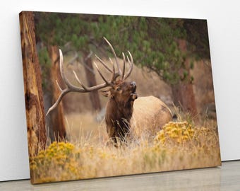 Canvasprint Bugling Bull Elk, Rocky Mountain National Park