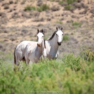 Colorado Wild Horses Photo Print, Wild Mustangs in Colorado Wall Art, Pinto and Gray Mares, Wildlife Canvas, Cowboy Old West Decor