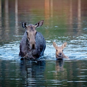 Moose Cow and Calf Photo, Rocky Mountain National Park, Colorado Canvas Wall Art Prints, Original Wildlife Photography, Canvas Decor