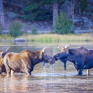 Moose Family Photo, Rocky Mountain National Park, Wildlife Wall Canvas, Colorado Nature Photography Canvas Art Prints,  Made in the USA