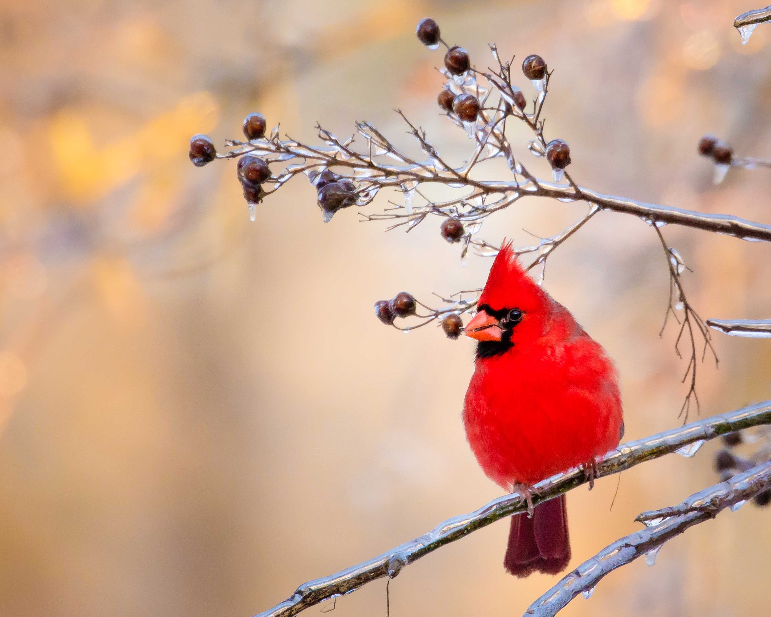 Red Cardinal Canvas Wall Art Prints, Texas Birds, Redbird Photo Canvas, Wall