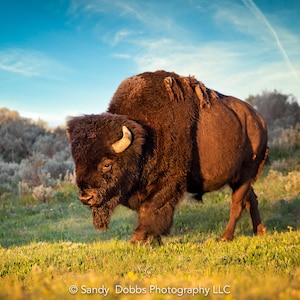 Buffalo canvasafdruk, foto van bizon, Yellowstone National Park natuurfotografie, Wildlife Wall Art Decor, door originele fotograaf