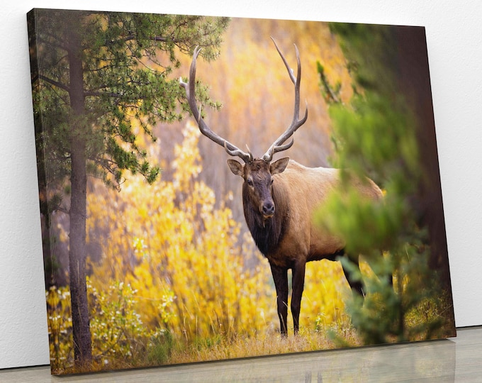 Bull Elk in Autumn Aspens, Wildlife Metal or Acrylic Print, Rocky Mountain National Park