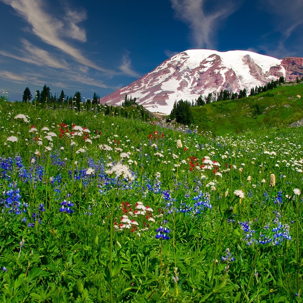 Wildflowers on Mountainside, Mt. Ranier National Park, Snowy Mountain Landscape, Wall Decor Ideal for Home, Living Room, Bedroom Or Office