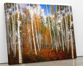 Autumn Aspen Trees Photo: Crested Butte Colorado Landscape