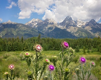 Puede incluir: Primer plano de flores silvestres de color púrpura y rosa en flor con una cordillera de montañas al fondo. Las flores silvestres están enfocadas, mientras que las montañas están desenfocadas en la distancia.