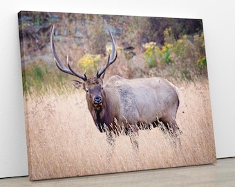 Bull Elk Photo, Wildlife Wall Canvas, Rocky Mountain National Park, Colorado Art Prints, Elk Photography, Fine Art, Made in the USA