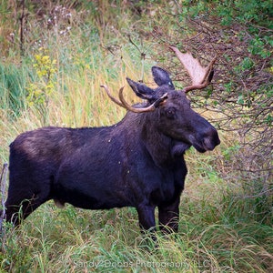 Bull Moose, Rocky Mountain National Park, Moose Canvas Art, Wildlife Wall Photography, Colorado Canvas Wall Art,  Fine Art Animal Prints