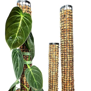 Customizable Moss Poles- Any size you want!