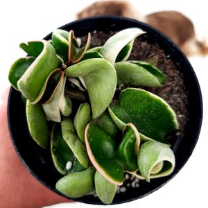 Pet Safe* 4&quot; Variegated Hoya Compacta | Exact Plant!