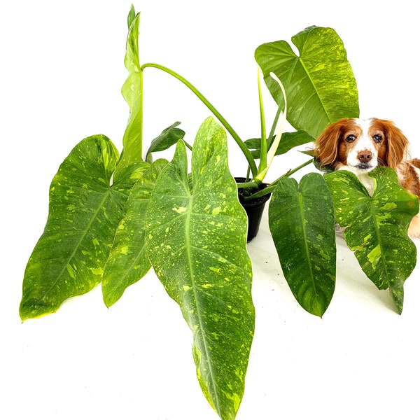 6" Large Philodendron Jose Buono | Winter Weather Packaging Included *Toxic if Ingested*