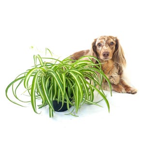 6" Bonnie Curly Spider Plant *Pet Safe*