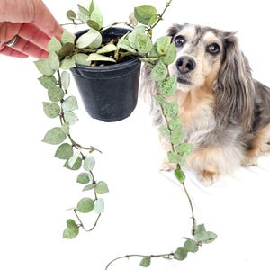4&quot; Hoya Krohniana Eskimo | Silver Hoya | Variegated Hoya *Pet Safe*