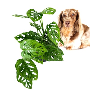 May include: A vibrant green Monstera plant with distinctive hole-filled leaves. A long-haired, brown and white Dachshund dog is positioned to the right of the plant. The plant and dog are set against a clean white background.