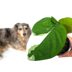 May include: A variegated houseplant in a black plastic pot with dark green leaves featuring white patches. The plant has a distinct heart-shaped leaf with a large white sector on the left side, showing natural color variation in the foliage.