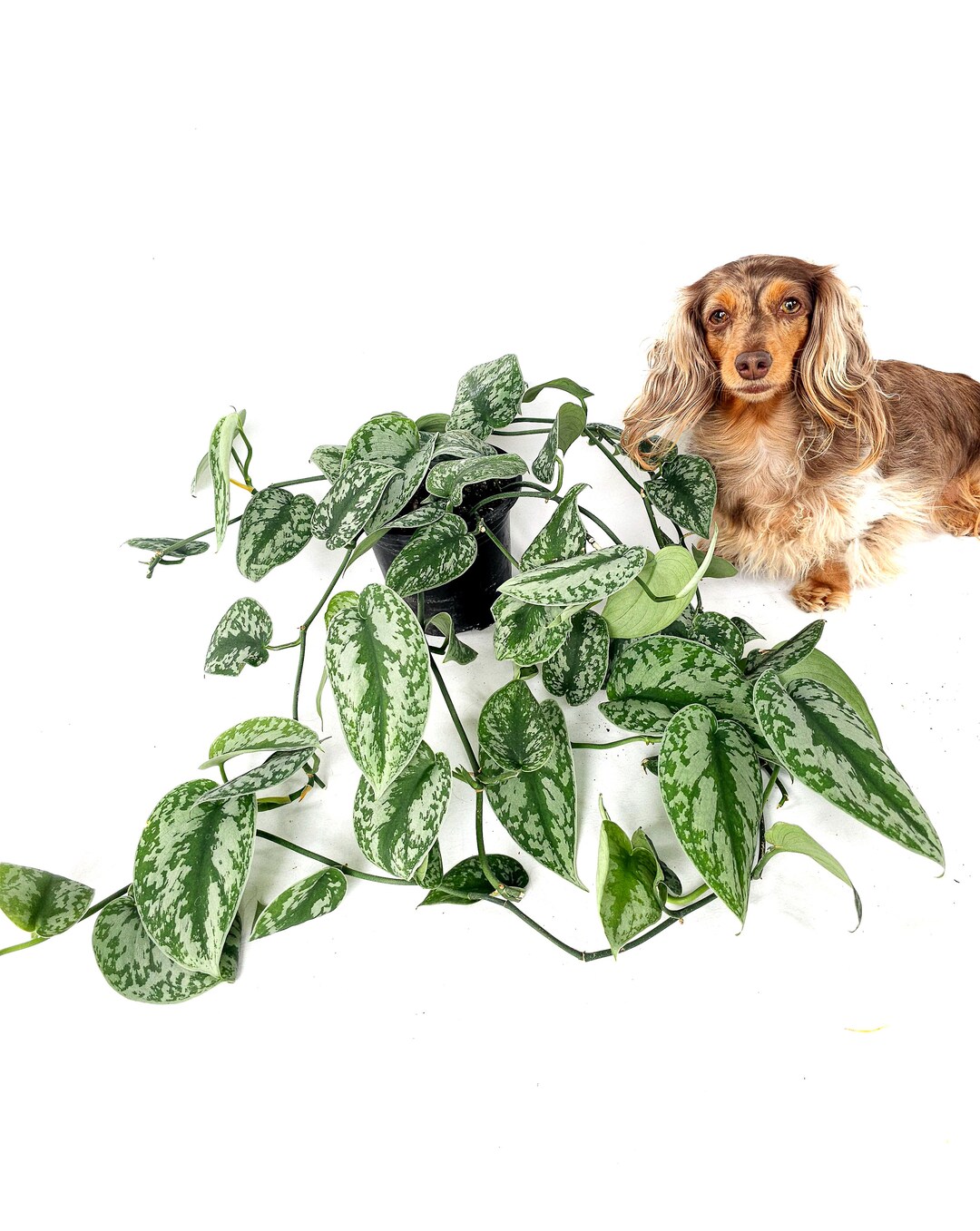 6 Scindapsus Exotica Satin Pothos Silver Pothos toxic If Ingested Etsy