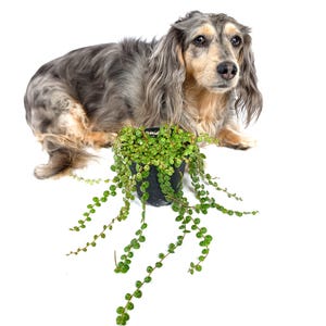 May include: A small, trailing plant with round, green leaves in a black pot. A long-haired, gray and tan Dachshund dog sits behind the plant. The dog has long, wavy fur and is looking towards the camera. The background is white.