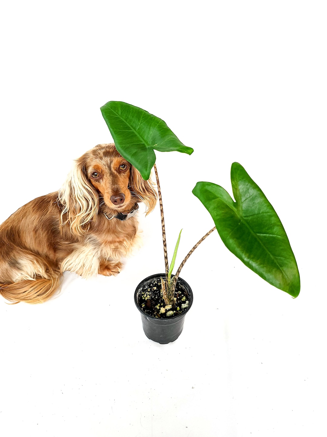 4 Alocasia Zebrina Zebra Plant Zebrina Tiger Elephant Ear toxic If