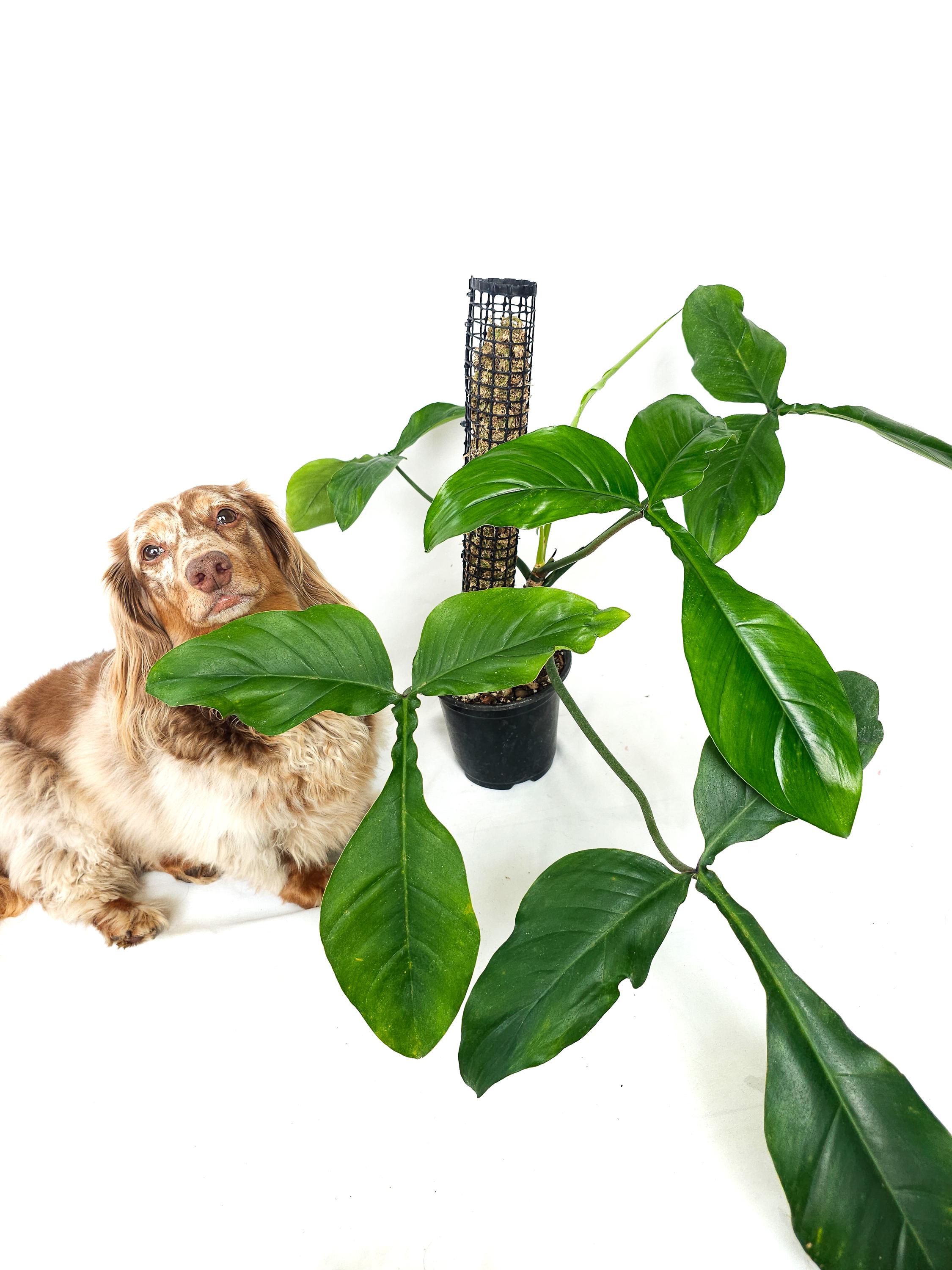Philodendron 69686 - Etsy