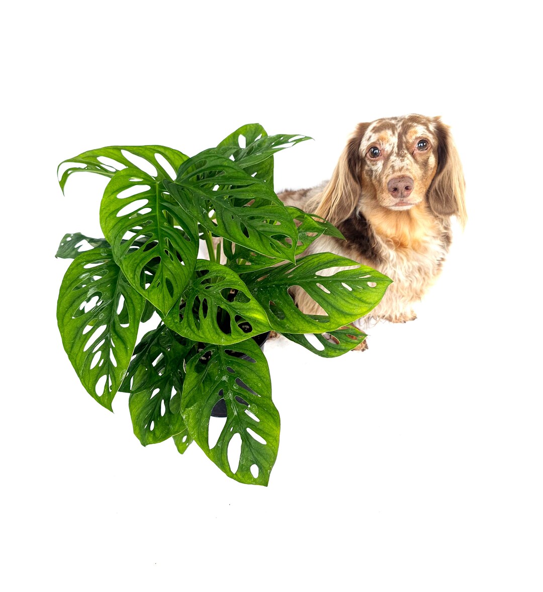 6 Monstera Adonsonii 'laniata' Swiss Cheese Plant toxic If Ingested Etsy