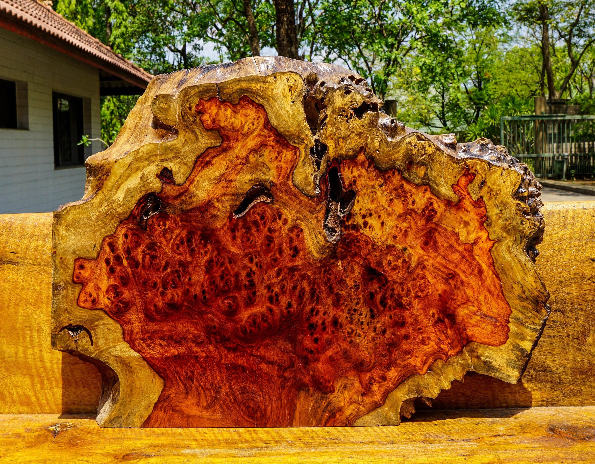 Rare Red Amboyna BURL LUMBER Live Edge DIY Epoxy Resin Natural Slab ...