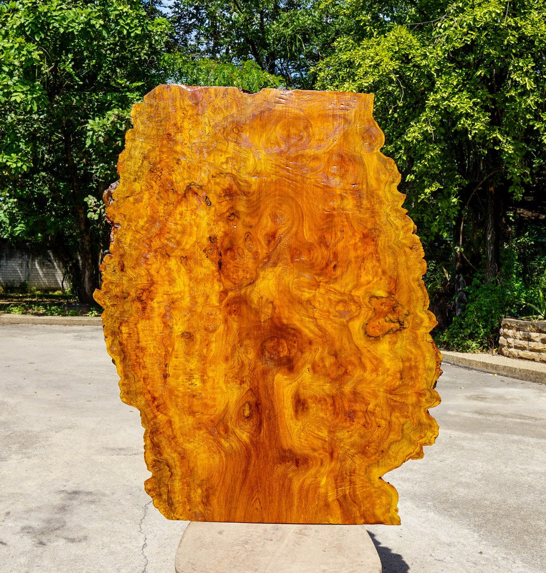 Gold Margosa BURL LUMBER Live Edge DIY Natural Slab Wood Etsy