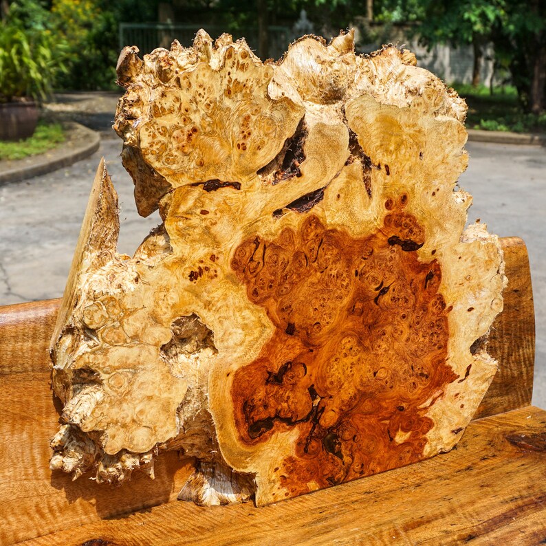 Gold Amboyna BURL LUMBER Natural Slab Wood DIY Table Top Live Etsy