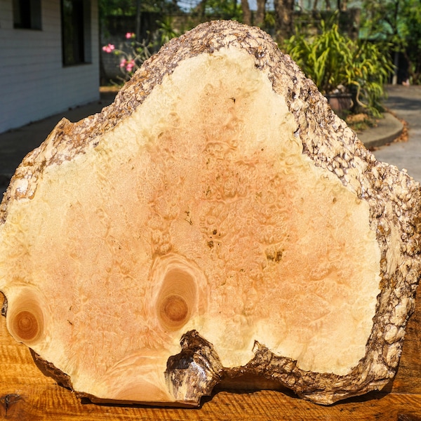 Rare!! Bungor BURL LUMBER Live Edge Natural Slab Wood Resin Epoxy Table Top DIY