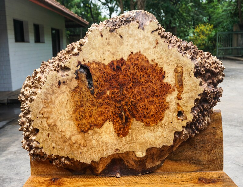 Rare Gold Amboyna BURL LUMBER Natural Slab DIY Wood Table Etsy