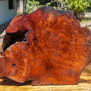 Gold Amboyna BURL LUMBER Wood Natural Slab Live Edge Epoxy Resin Table Top DIY