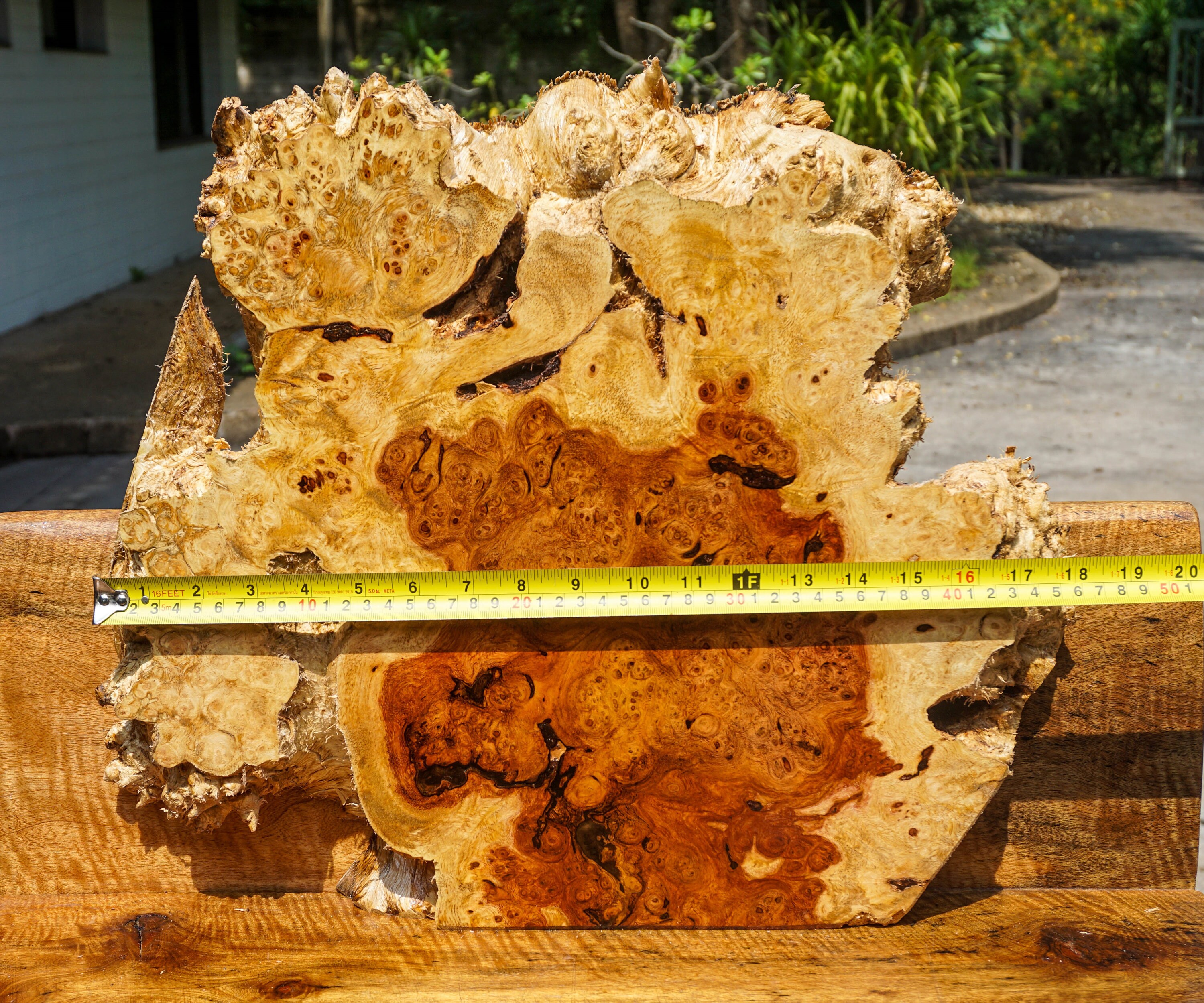 Gold Amboyna BURL LUMBER Natural Slab Wood DIY Table Top Live Etsy