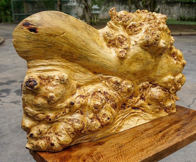 Gold Amboyna BURL LUMBER Natural Slab Live Edge Wood DIY Epoxy - Etsy
