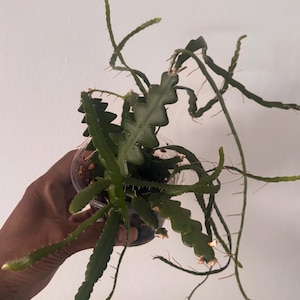 Può includere: Una pianta di cactus Ric Rac verde con lunghi steli seghettati a forma di zigzag e sottili protuberanze spinose. La pianta è in un piccolo contenitore di plastica trasparente e mostra molteplici rami ricadenti che si estendono in varie direzioni.
