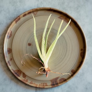 Aloe vera cutting