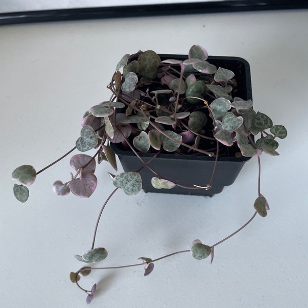 String of hearts ~ Ceropegia Woodii